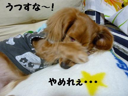ついに購入♪