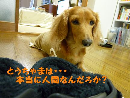 ビッグフッド♪