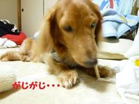 モンスターあちゃる。 2010/12/16 20:31:56