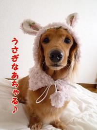 年賀状の準備♪ 2010/12/23 17:24:59