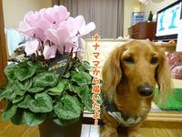 クリスマスプレゼント♪ 2010/12/24 20:17:42