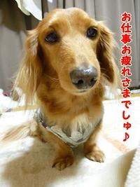 お仕事始め 2011/01/05 20:03:22