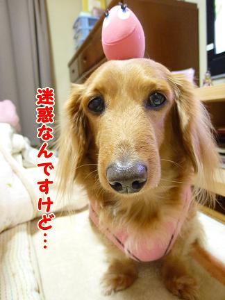 魅惑のたまごちゃん？
