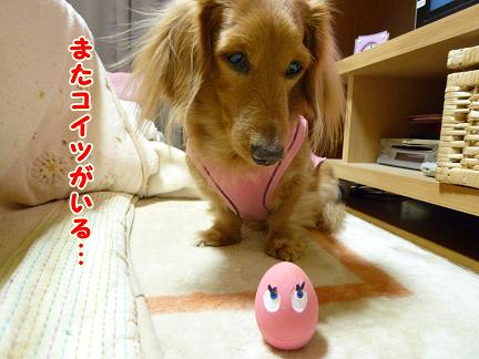 魅惑のたまごちゃん？