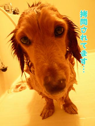 お風呂の日・・・