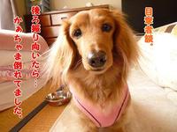 名誉の負傷・・・ 2011/02/13 16:21:30