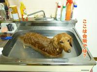 ストレスだそうです。 2011/02/23 20:13:22