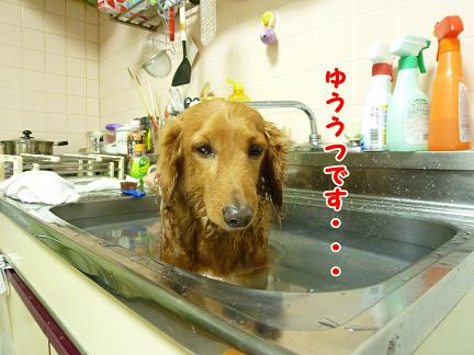 ストレスだそうです。
