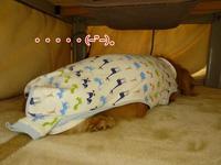 あちゃるの生い立ち～かぁちゃまの子になるのだ編～ 2011/03/07 19:23:07