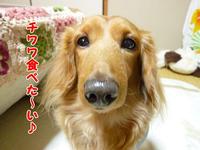 あちゃるのちわわ。 2011/03/10 19:26:06