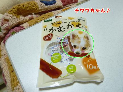 あちゃるのちわわ。