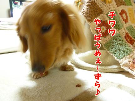 あちゃるのちわわ。