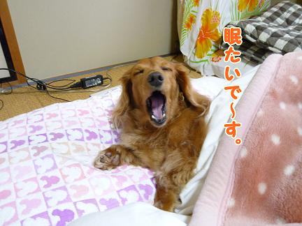 起きないあちゃる。