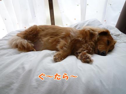 起きないあちゃる。