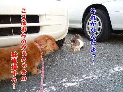 仕事終りのお散歩