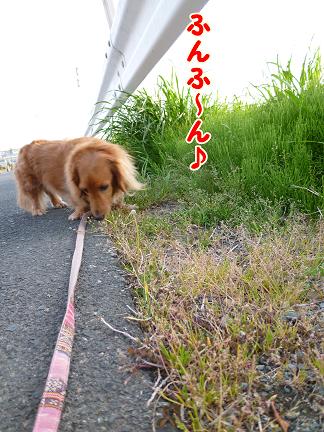 仕事終りのお散歩