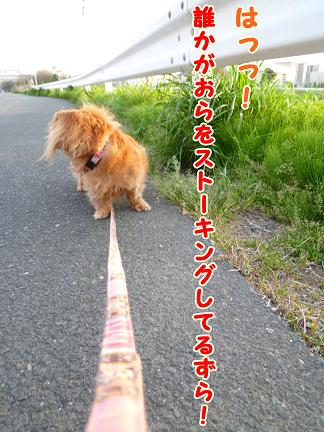 仕事終りのお散歩