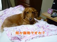 のんきな犬。 2011/05/06 18:56:53