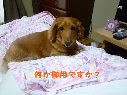 のんきな犬。