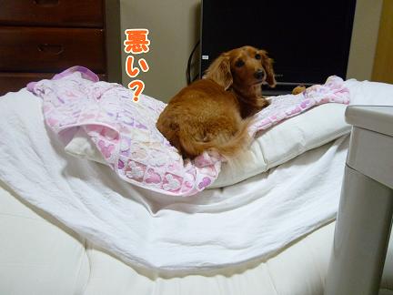 のんきな犬。