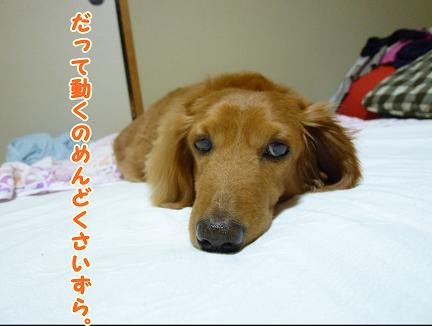 のんきな犬。