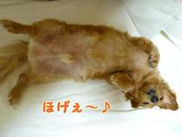 ほめるってば大変。 2011/05/09 19:54:20