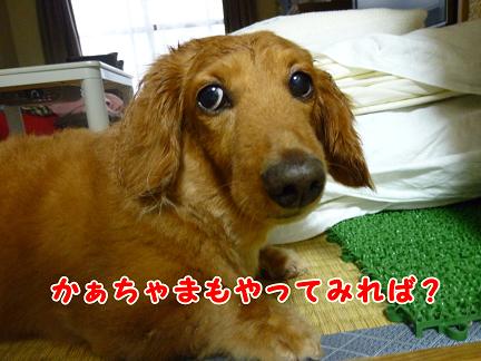 みどりのコーナー。