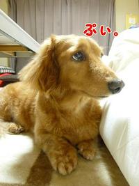 ご機嫌悪し。 2011/05/12 21:10:53