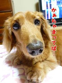 ゴリラはえっほっほ♪ 2011/05/23 19:53:41