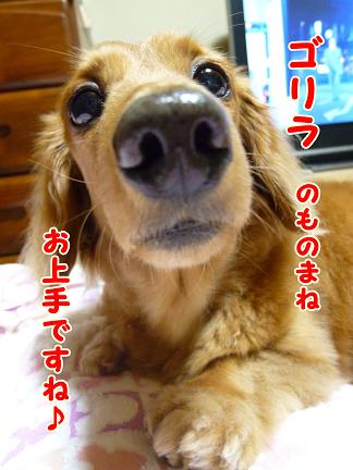 ゴリラはえっほっほ♪