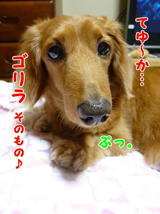 ゴリラはえっほっほ♪