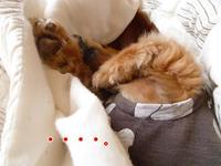 あくび写真集めてみました。 2011/05/24 13:00:08