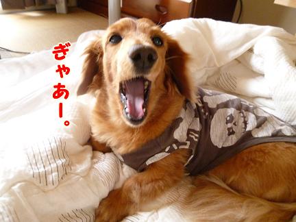 あくび写真集めてみました。