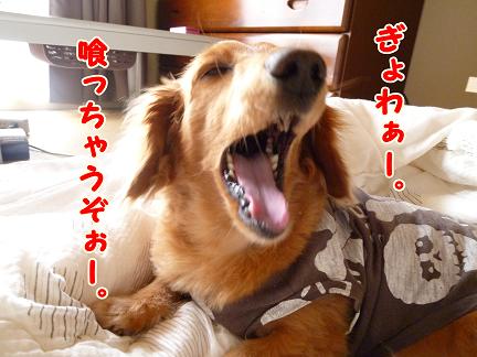 あくび写真集めてみました。