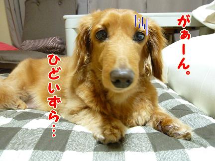 はまぞうからのお手紙。