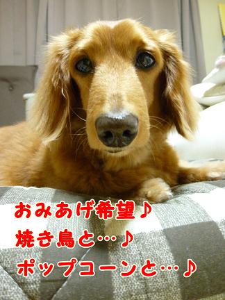 はまぞうからのお手紙。