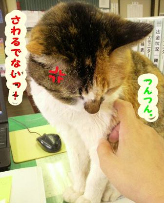 毛むくじゃらが恋しい日。
