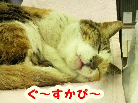 毛むくじゃらが恋しい日。