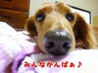 あちゃるのてんかん。