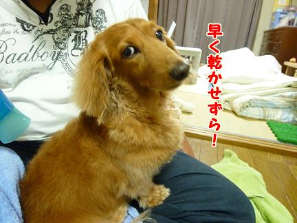 風呂あがりのおっさん。