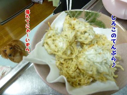 しろこ。