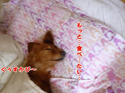 しろこ。