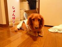 傷つきやすいの… 2011/06/11 15:06:49