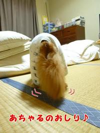 癒されたい。 2011/06/14 11:23:52