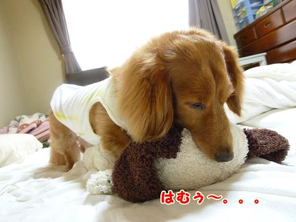 抱っこちゃんなわけ。