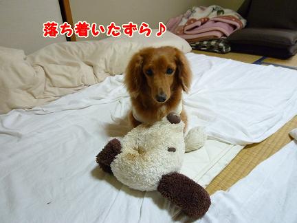 抱っこちゃんなわけ。