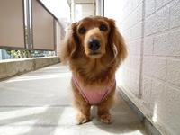 １番の望み。 2011/06/17 11:36:52