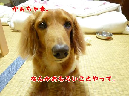 ぶうたれあちゃるさん。