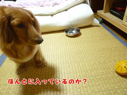 ぶうたれあちゃるさん。