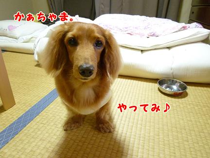 ぶうたれあちゃるさん。